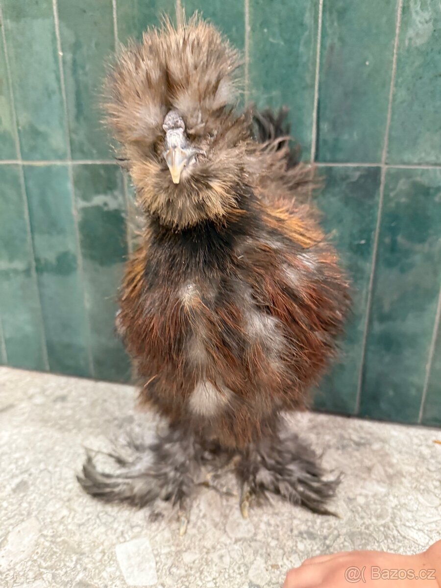 Hedvabnicka USA kohoutek - 3