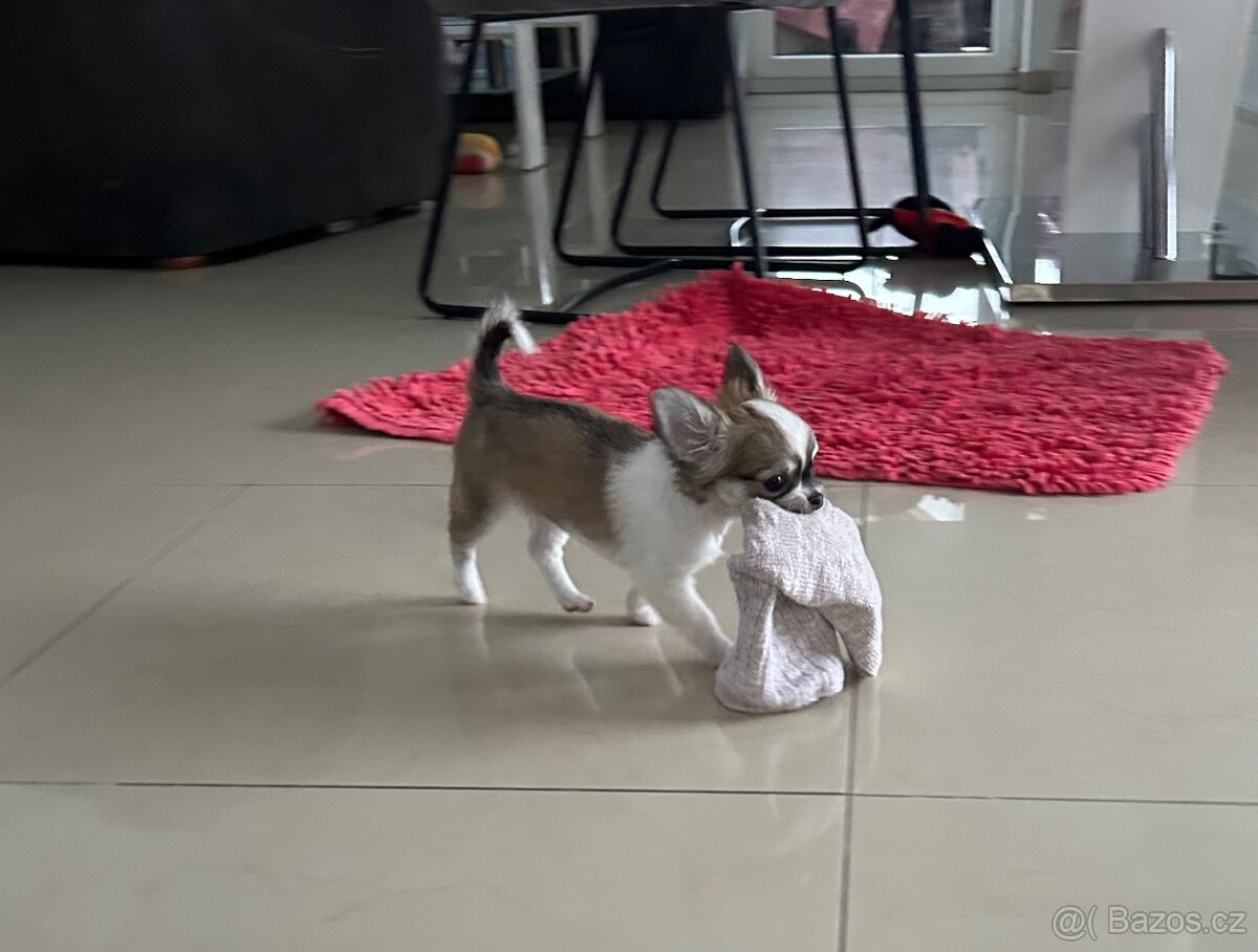 Dlouhosrstá čivava - 3