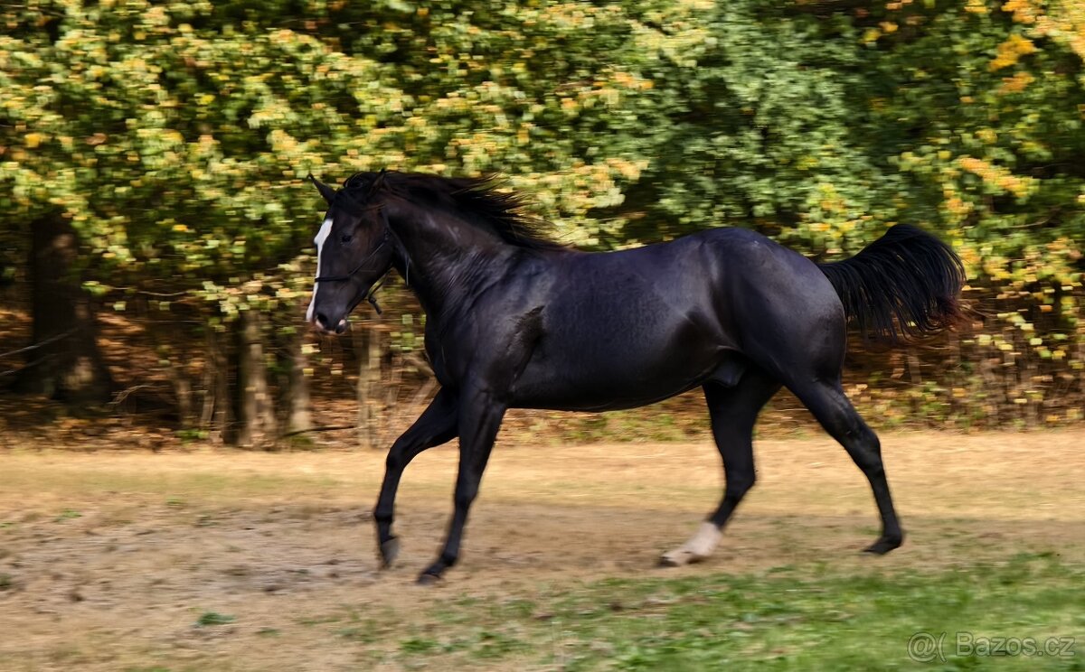 Černý Quarter horse - 3