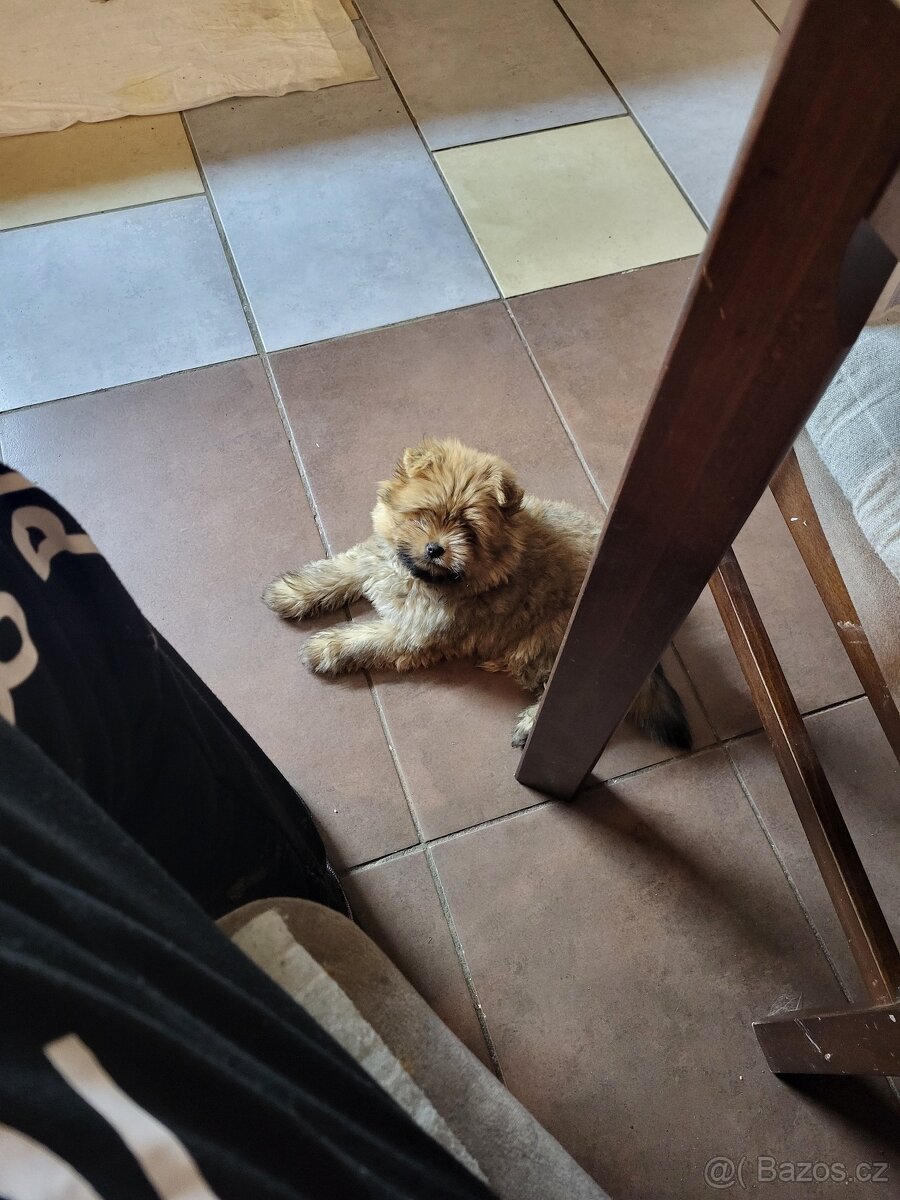 Pomeranian x Jorkšírský teriér biro fenka - 3