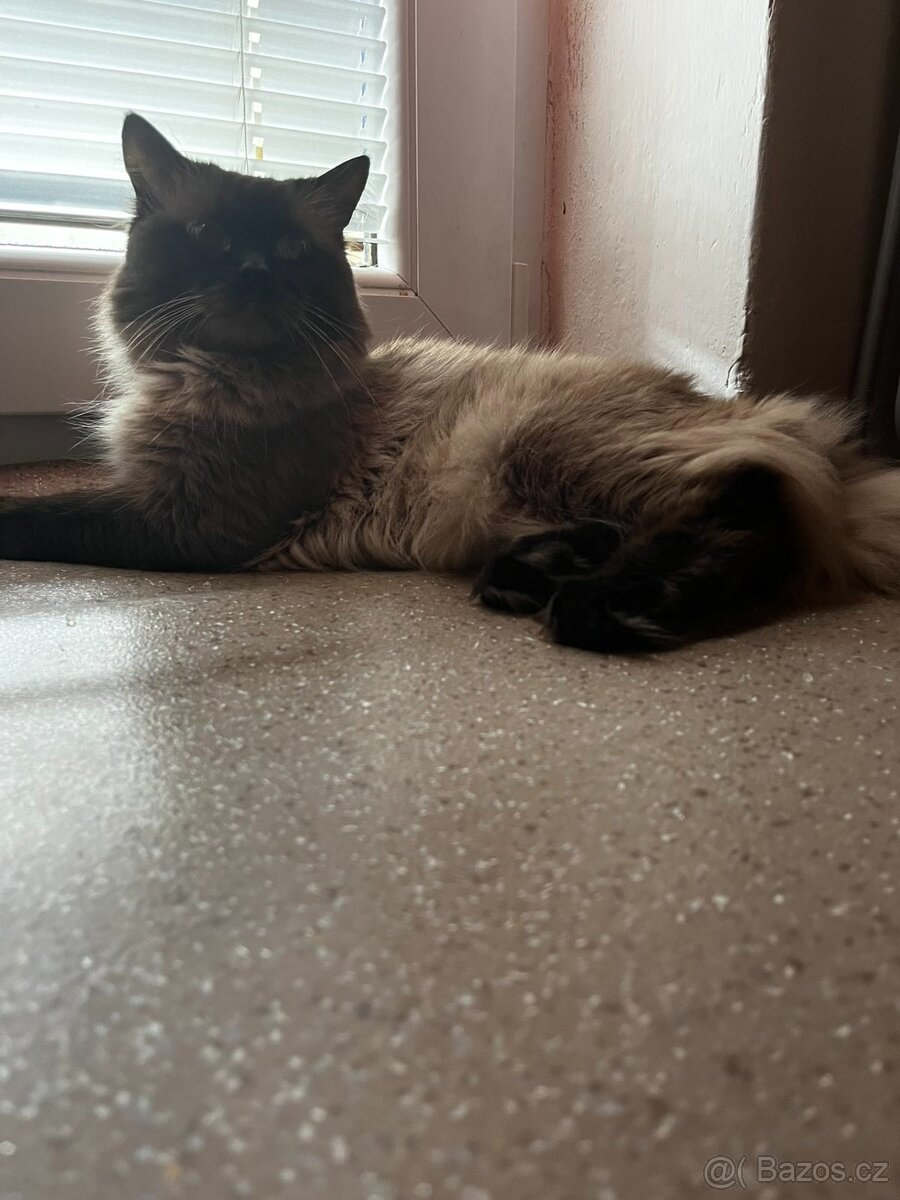 Ragdoll ke kryti - 3