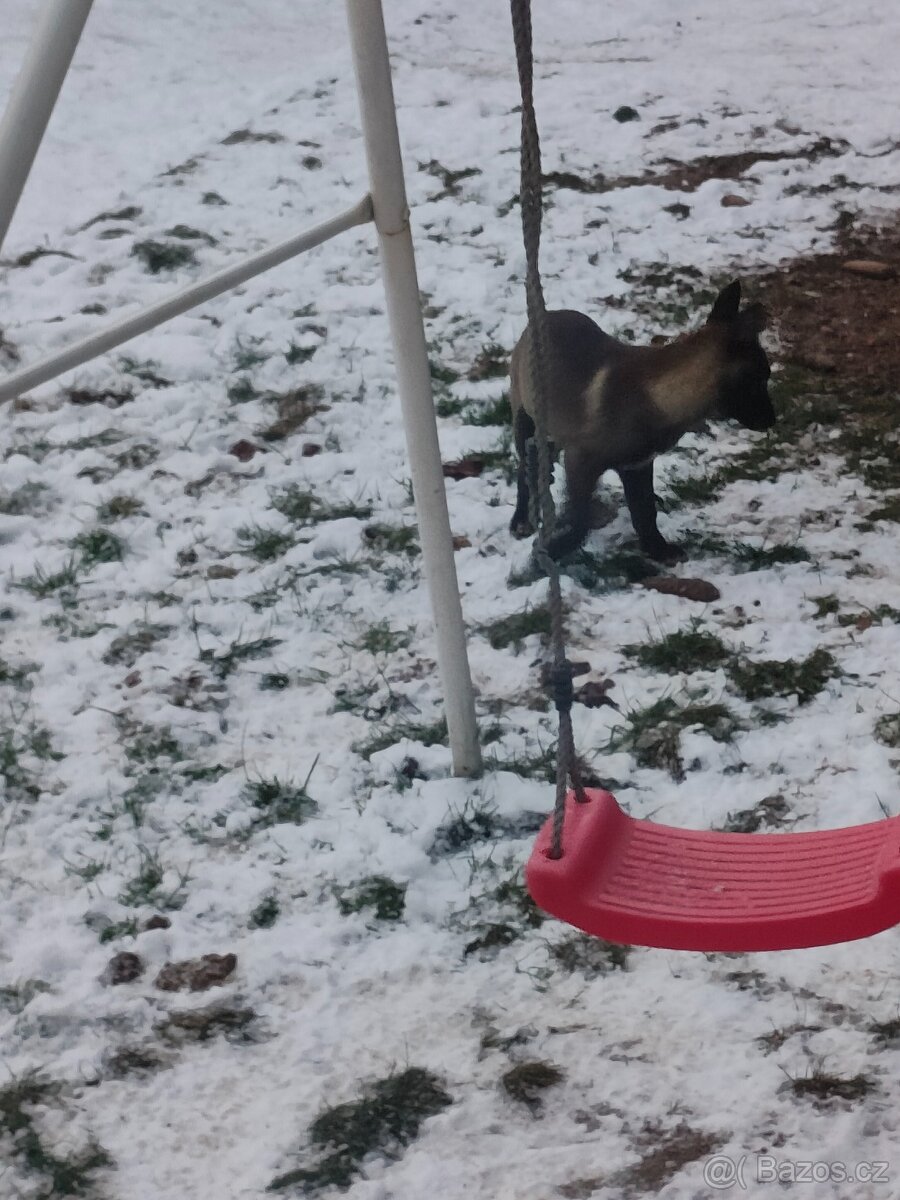 BOM - Belgický ovčák Malinois bez PP - 3