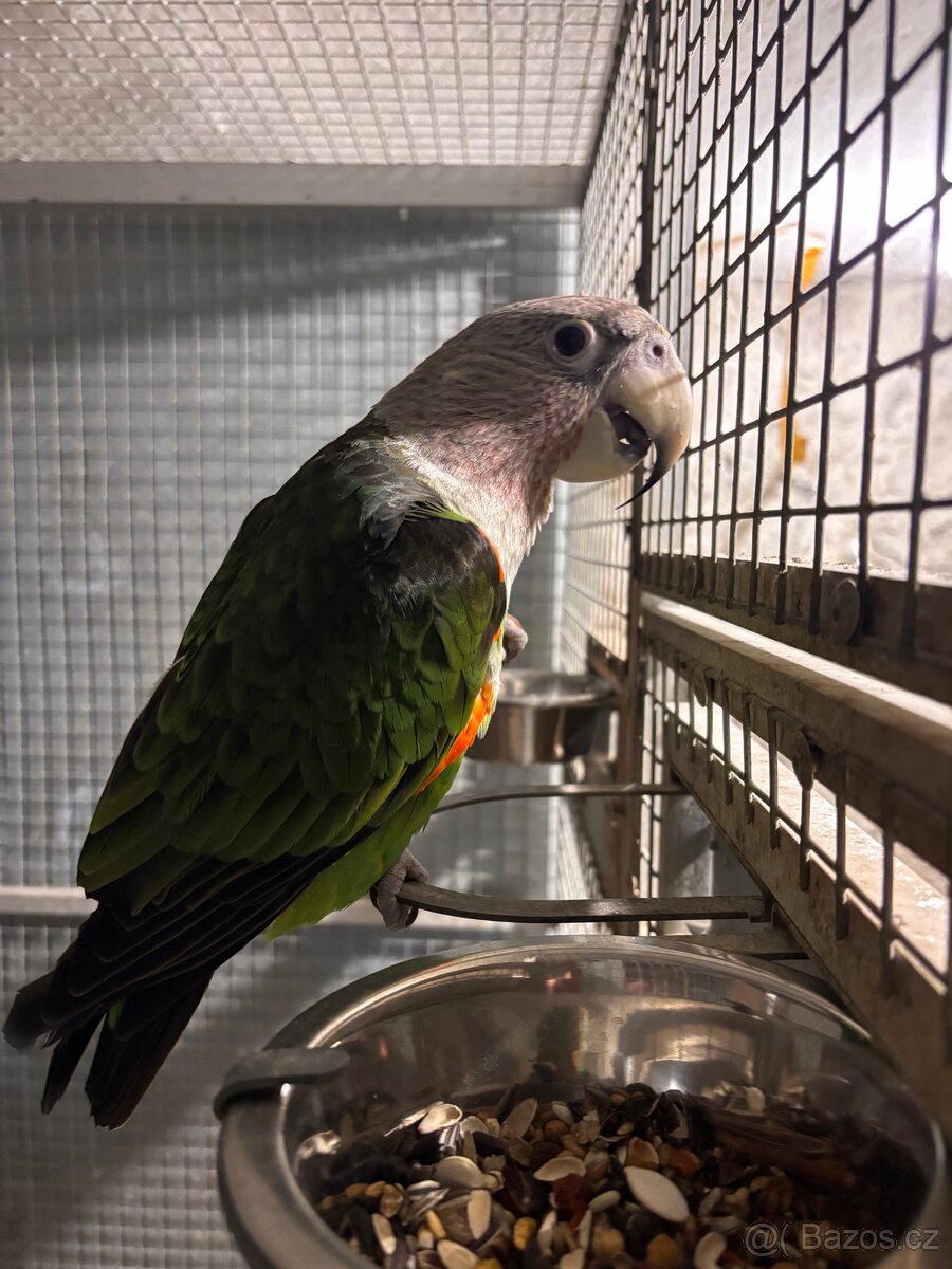 Papoušek kapský fuscikolis - 3