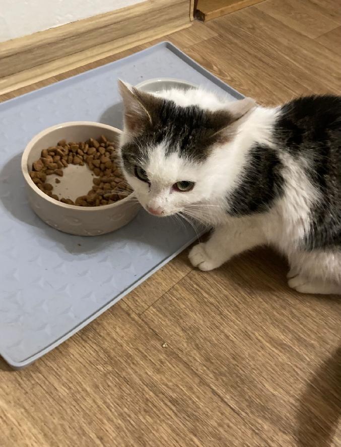 Daruji mladého kocourka - 3