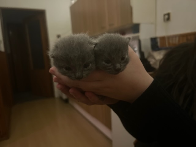 Britská koťátka - 3