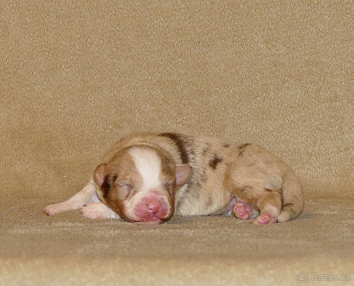 Australský ovčák s PP - štěňata - 3