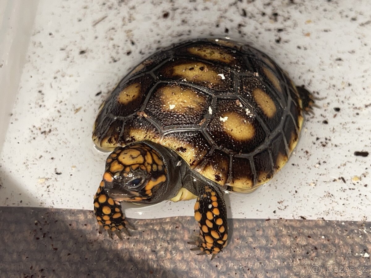 Želva uhlířská - mláďata - 3