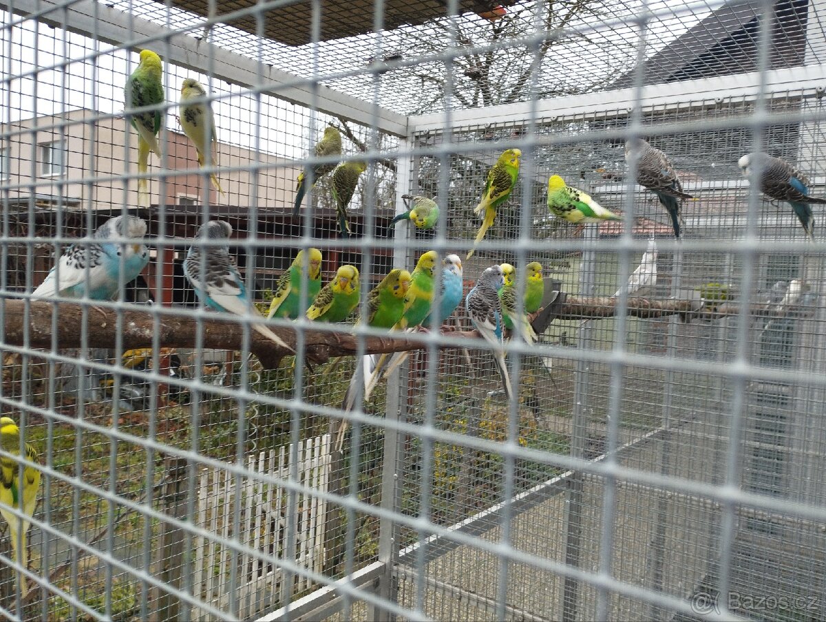 Andulka, korela bělohlavá - 3