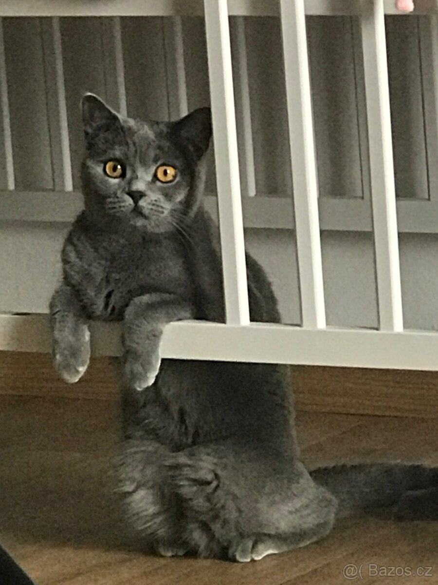 Britská kočička - 3