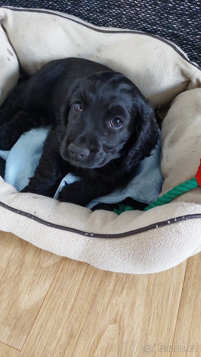 Anglický kokršpaněl - 3