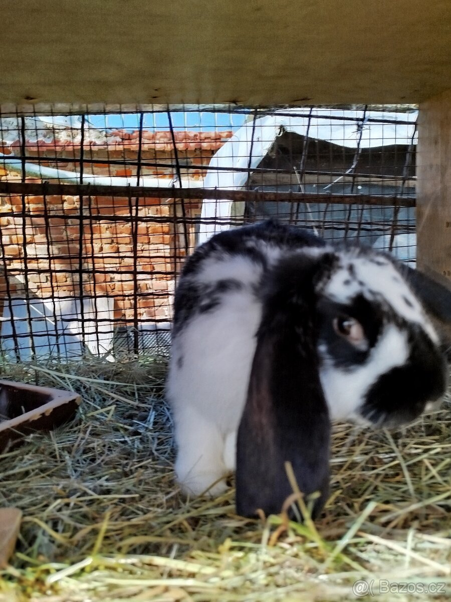 Francouzský beran - 3