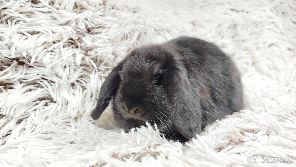 Zakrslý beránek, králíček, králík - BRUNO - 3