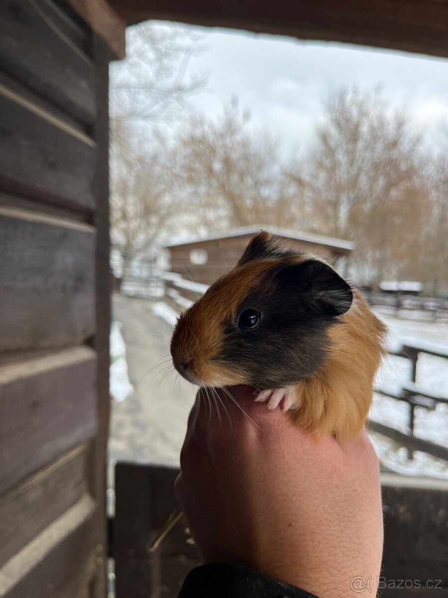 Morčata Ostrava 200,- - 3