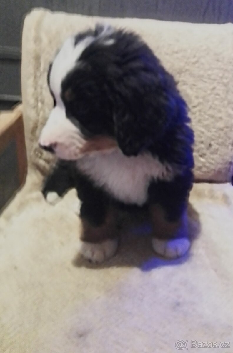 Bernský salašnický pes - štěňata bez PP - 3