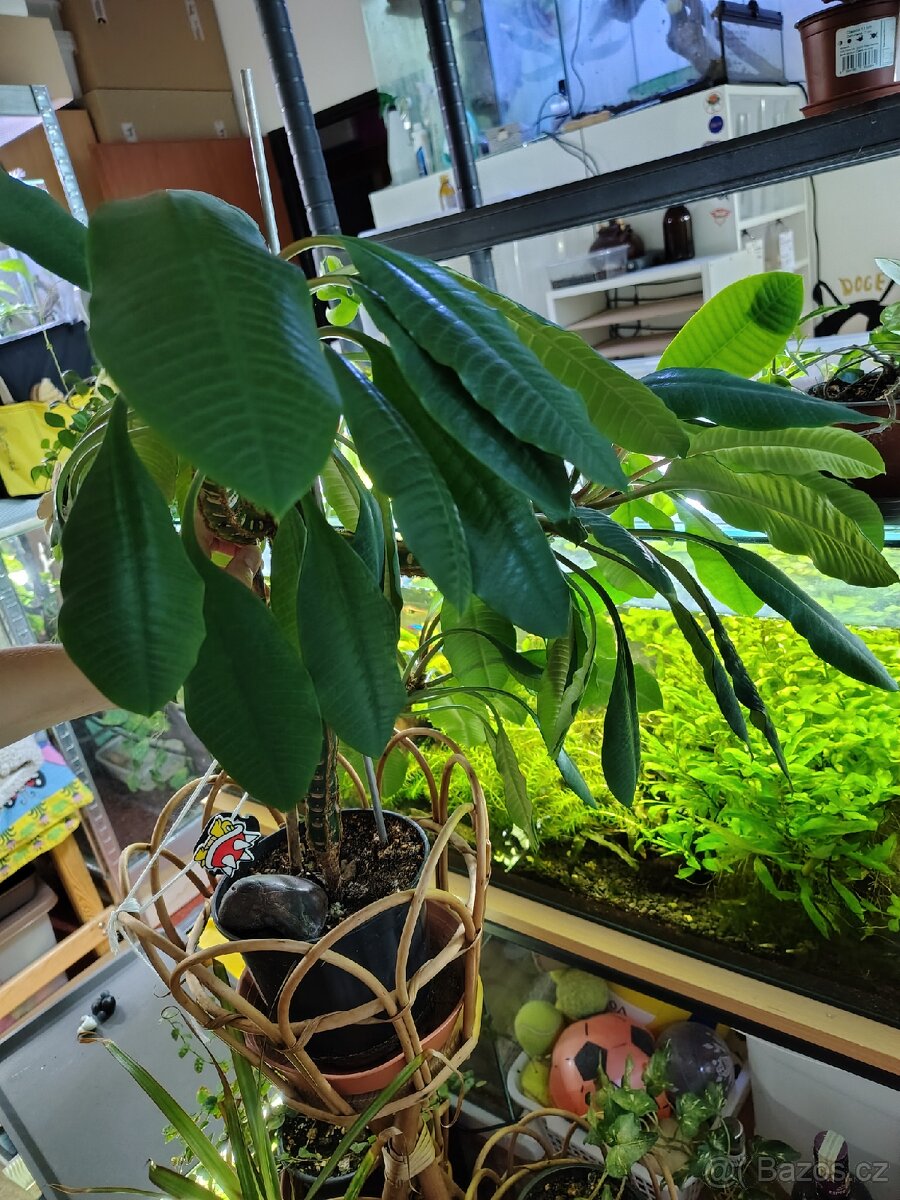 Pokojové rostliny - 3