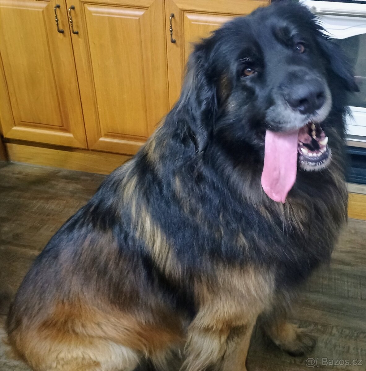 Leonberger - 3