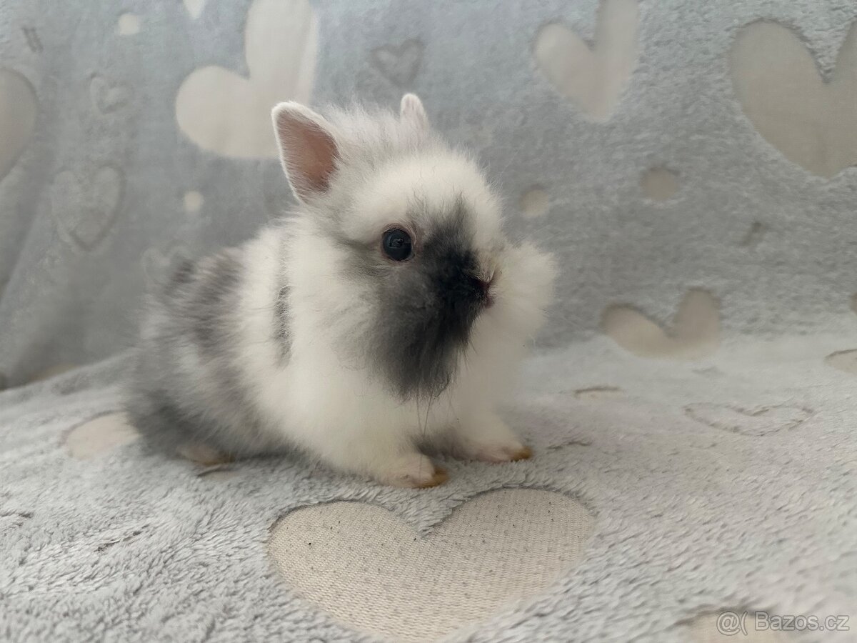 Zakrslý králíček lvíček - 3