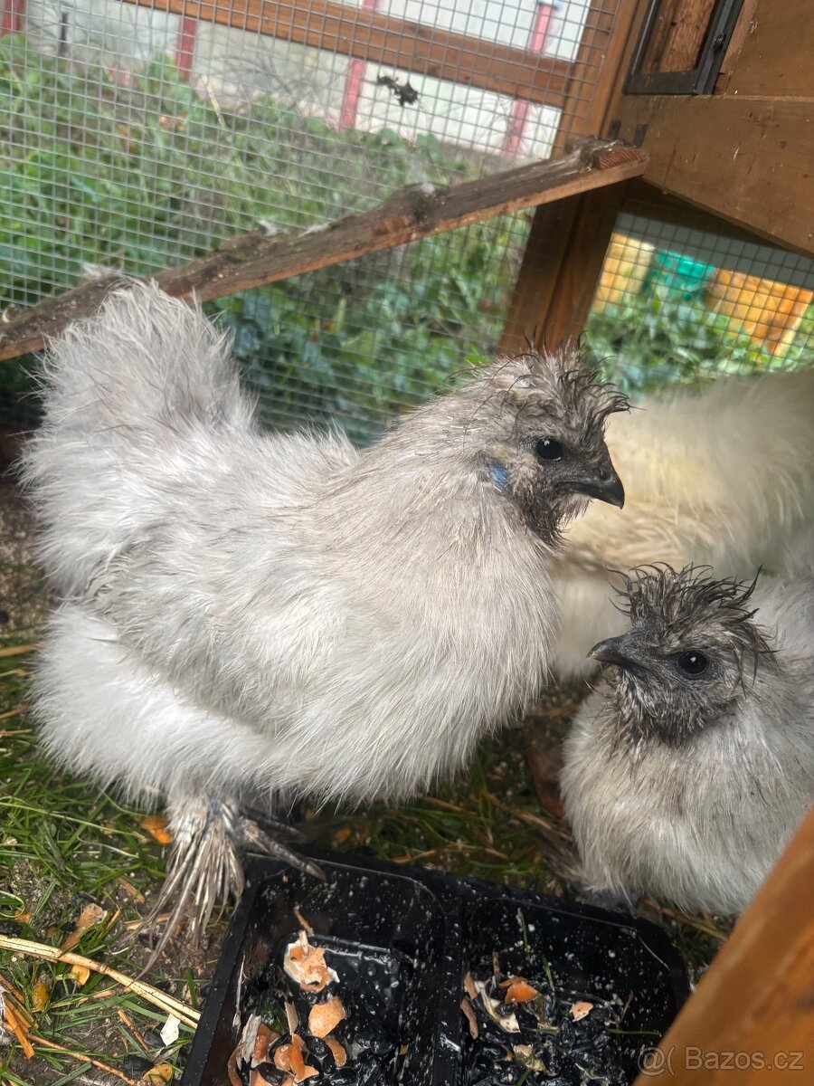 Prodám 2 kohoutky Hedvábničky - 3
