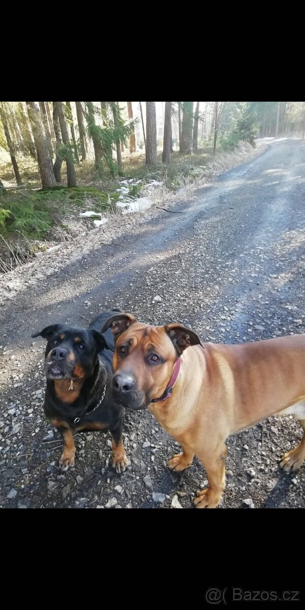 Kane Corso + německý ovčák připuštění - 3