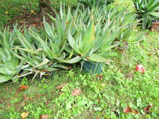 Prodám 20 rostlin léčivé Aloe vera - 3