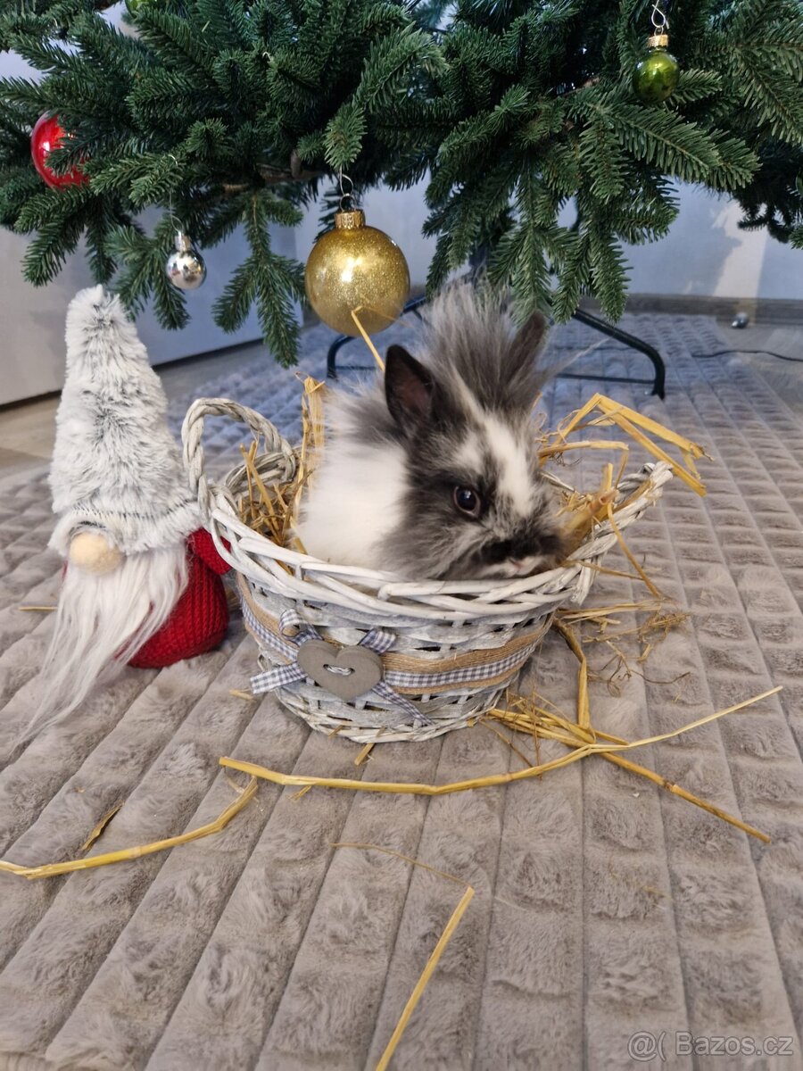 Zakrslí králíčci - 3