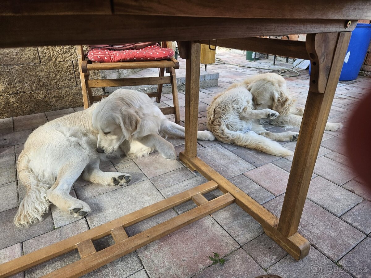 Krytí zlatým retrívrem - 3