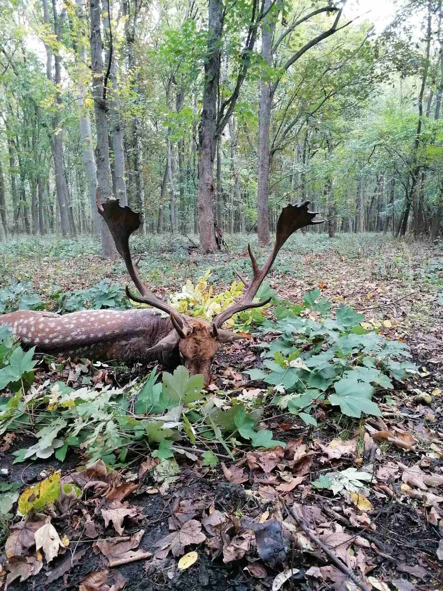 Polovačka v maďarsku - 3