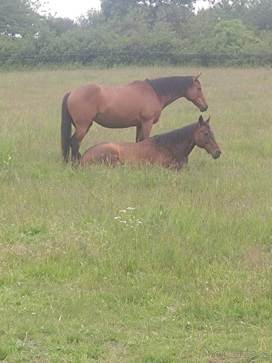 Plnokrevná kobyla - jemná a milá parťačka - 3