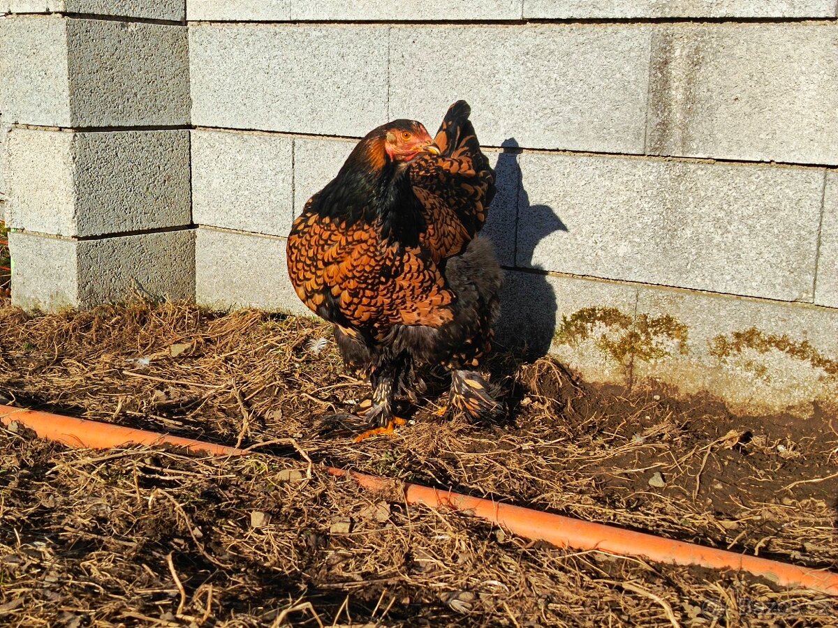 Brahmanka velká - 3