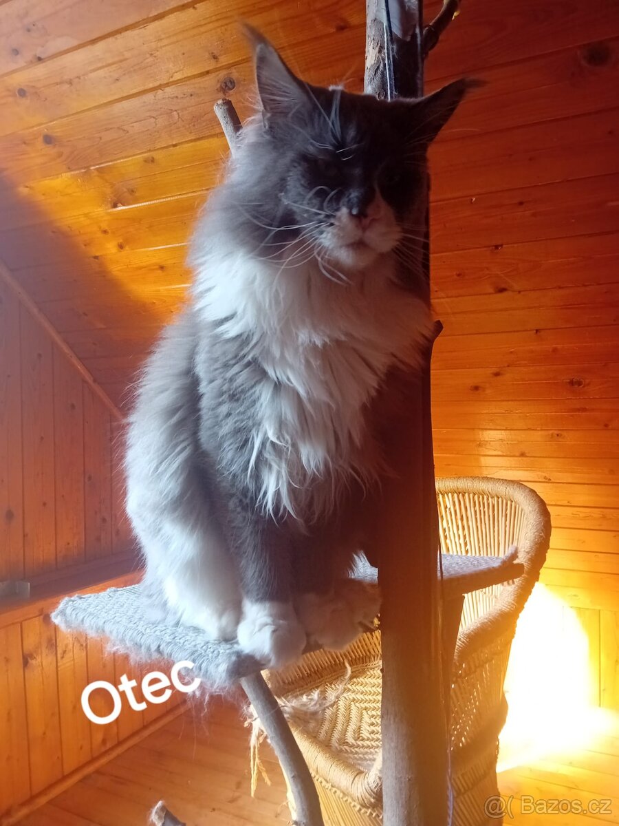 Krytí Mainská mývalí - 3