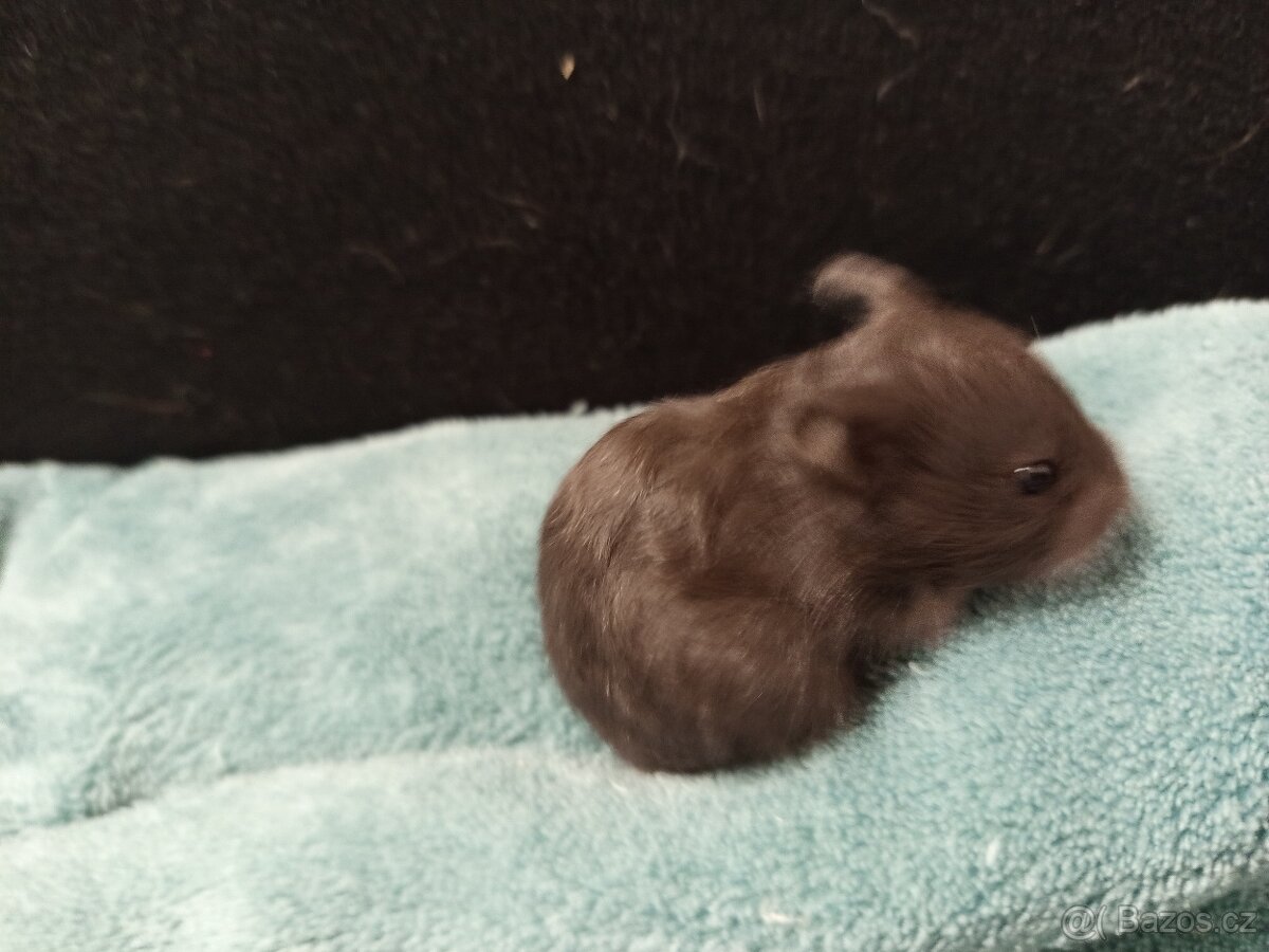 Křeček syrský mláďata - 3