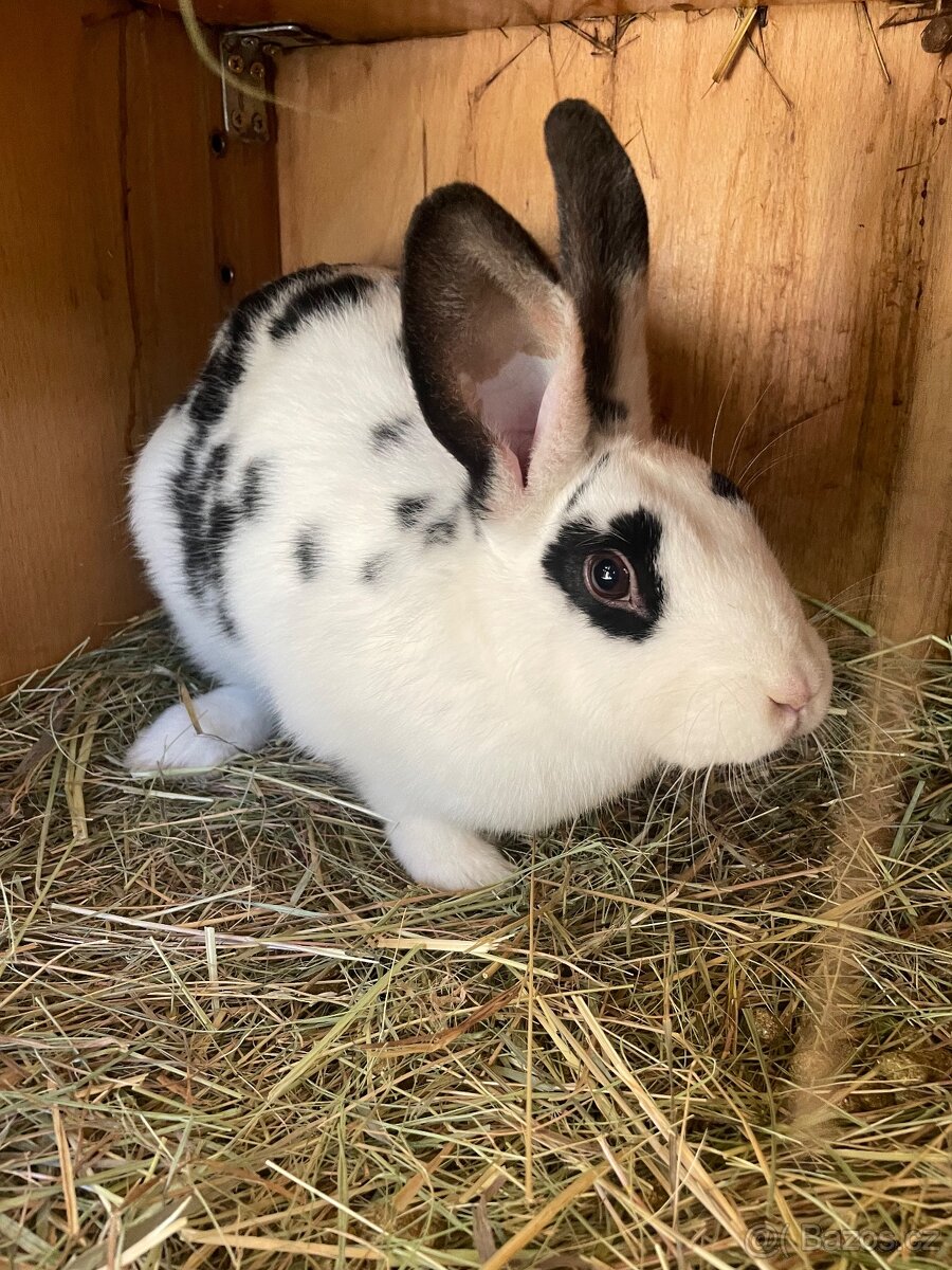 Králíci - 3