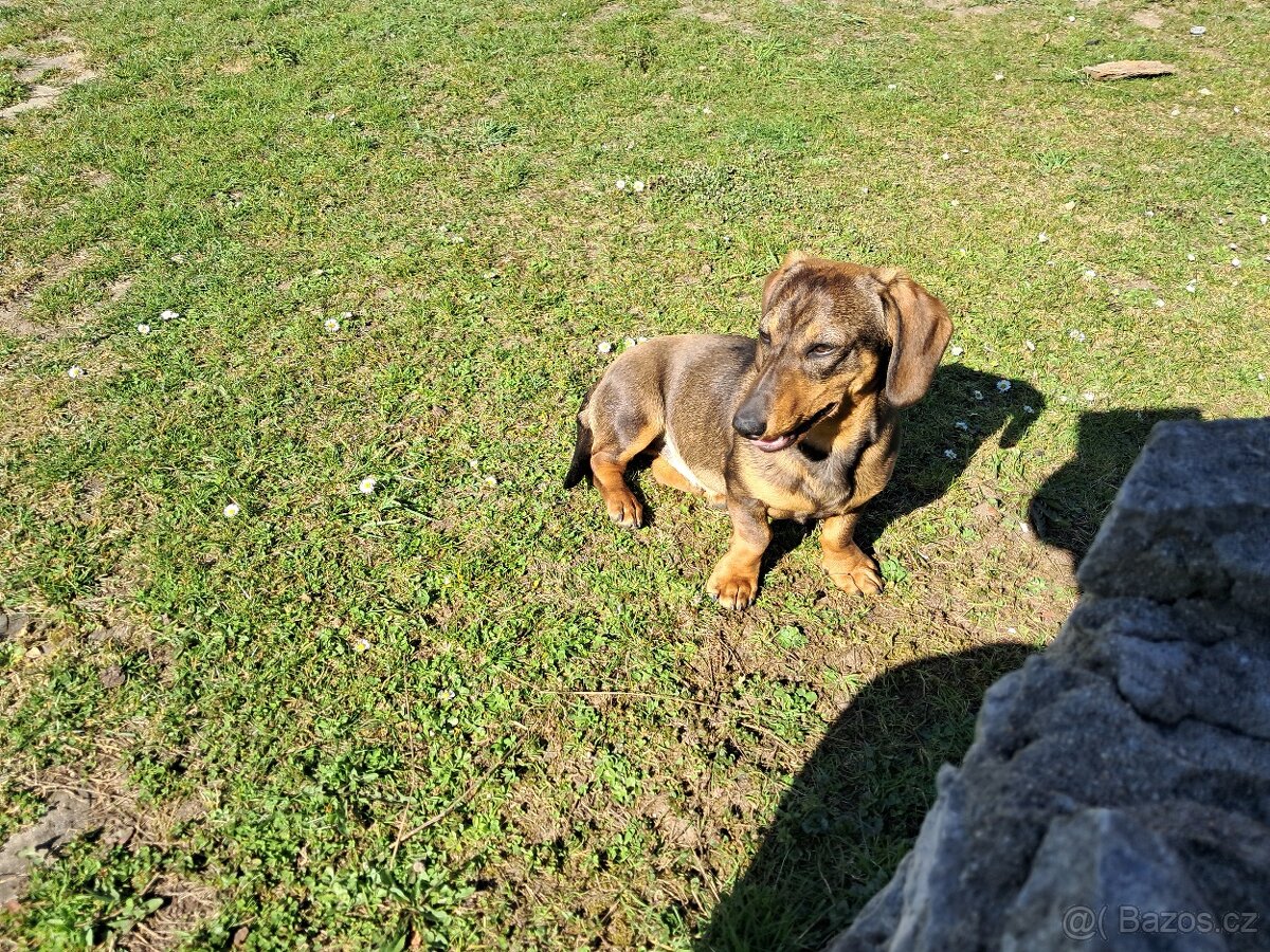 Jezevčík hladkosrstý - štěně - 3