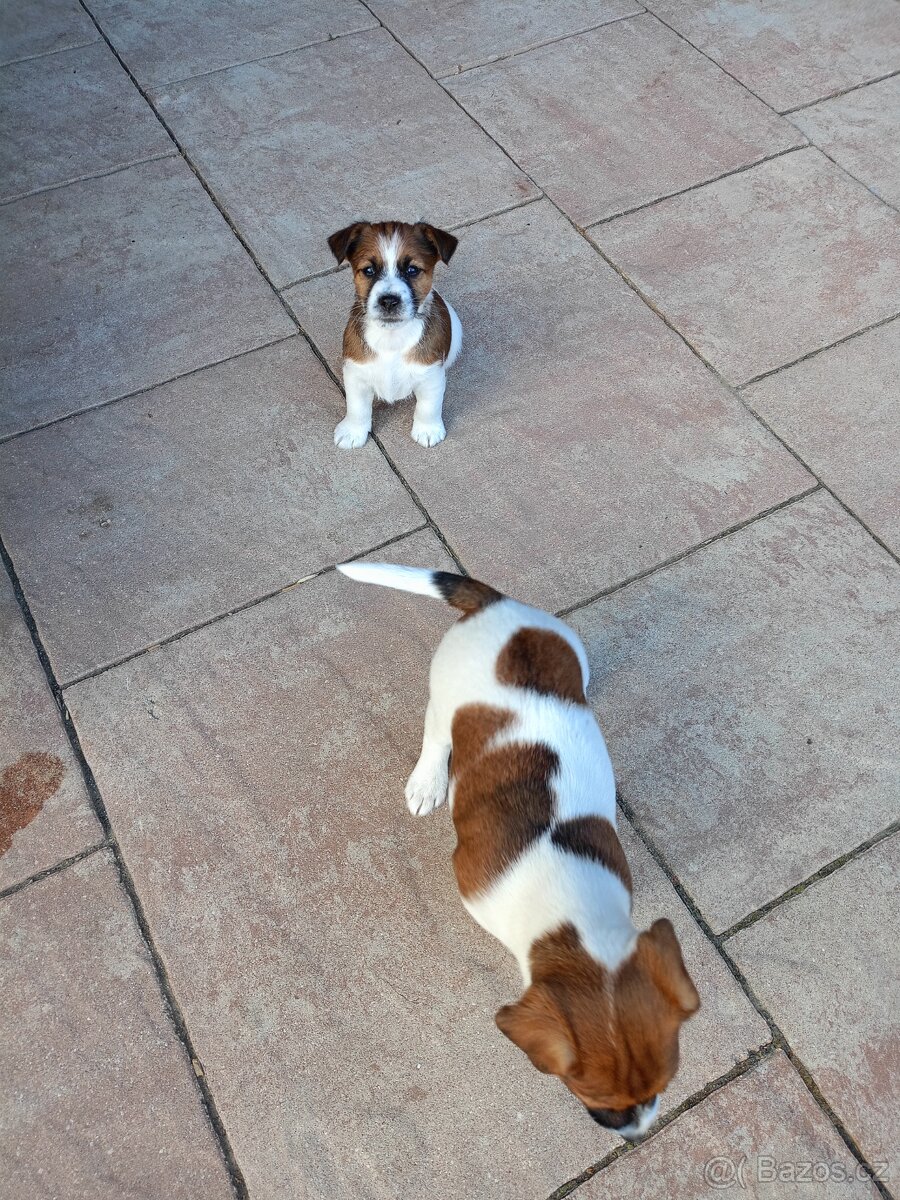 Jack Russel terier - 3