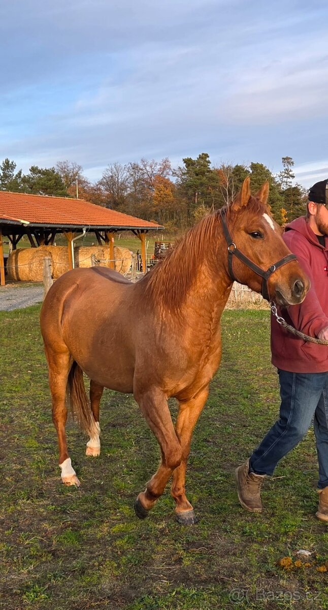 Prodám PONY koně - 3