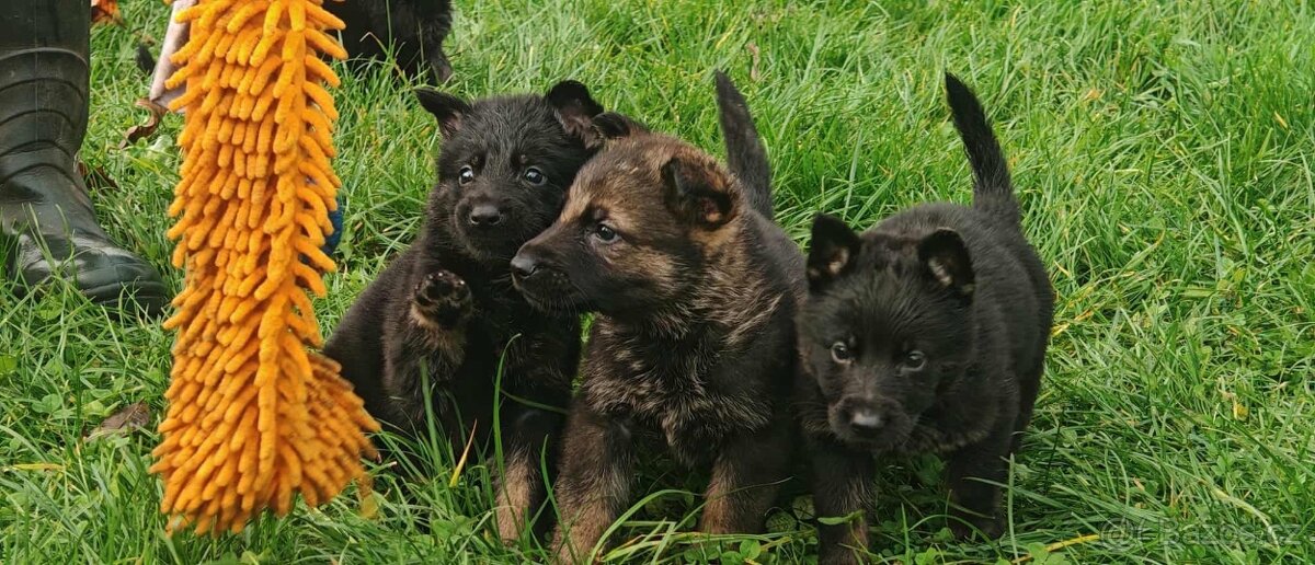 Německý ovčák - štěňata s PP - 3