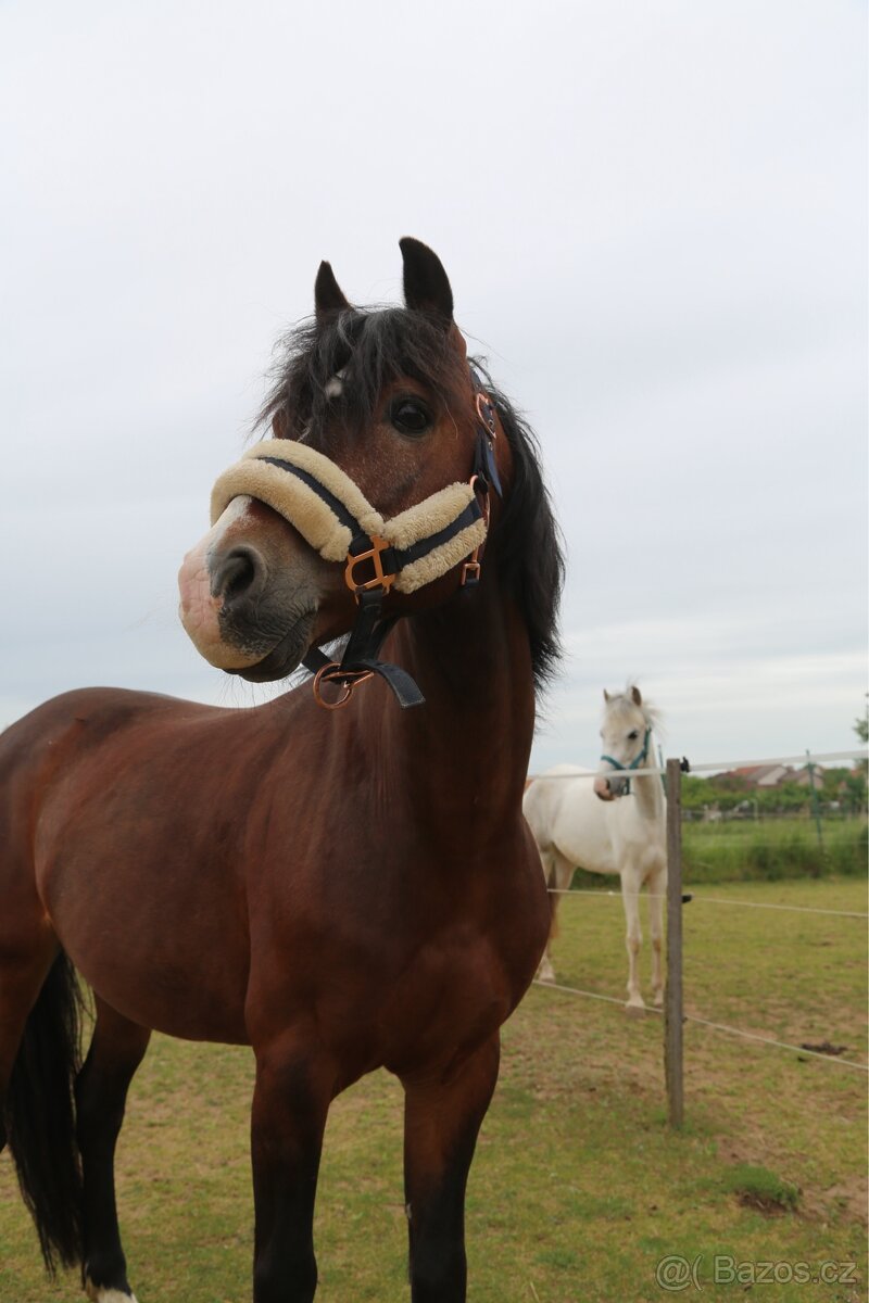 Pony valach Valentýn 2015 - 3