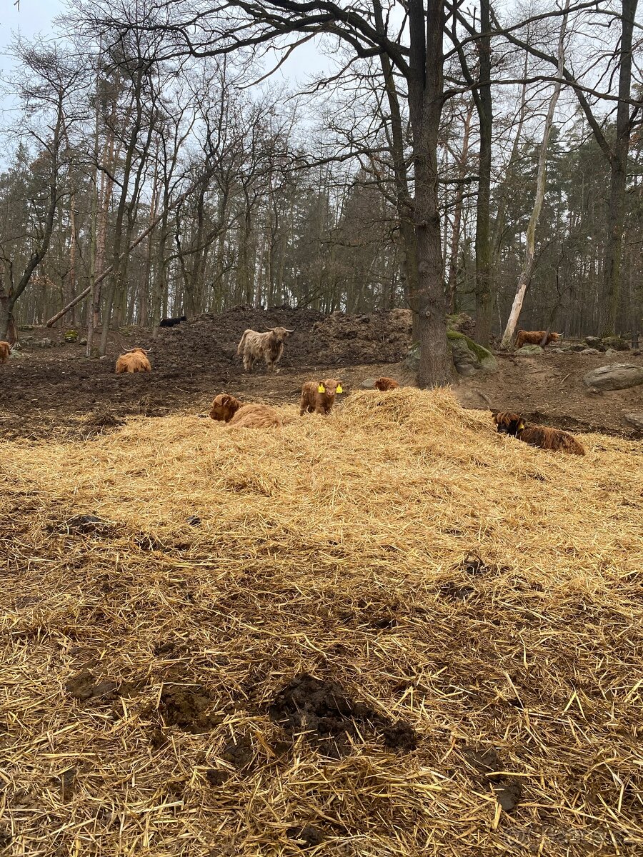 Highland jalovice - 3