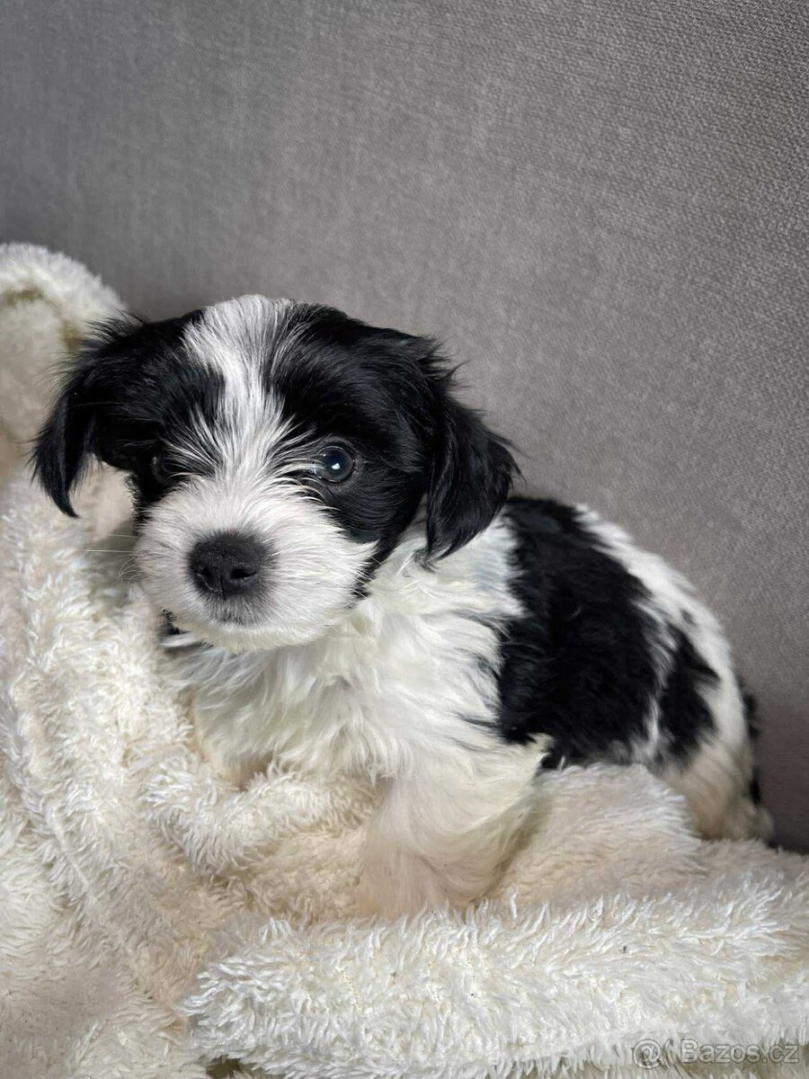 Biewer x maltézáček - 3