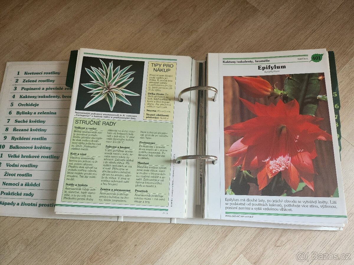 Pokojové rostliny - 3