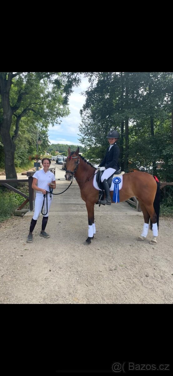 Zkušená drezurní pony klisna - 3