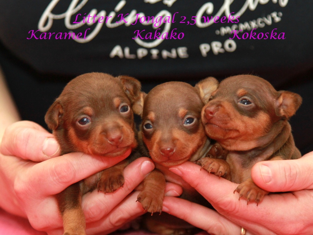 PRAŽSKÝ KRYSAŘÍK FENKA S PP FCI - 3