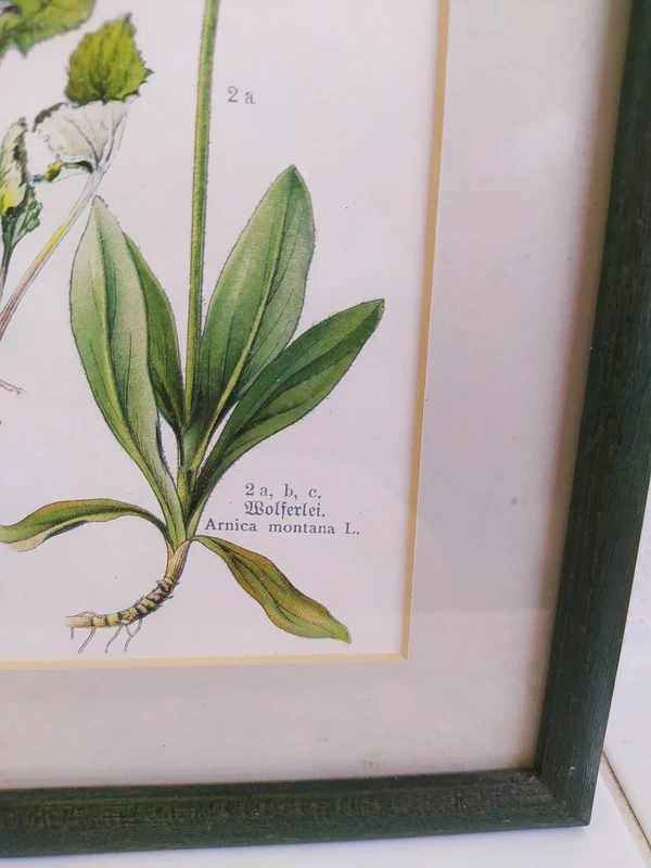 Obrázek herbář I. - 3