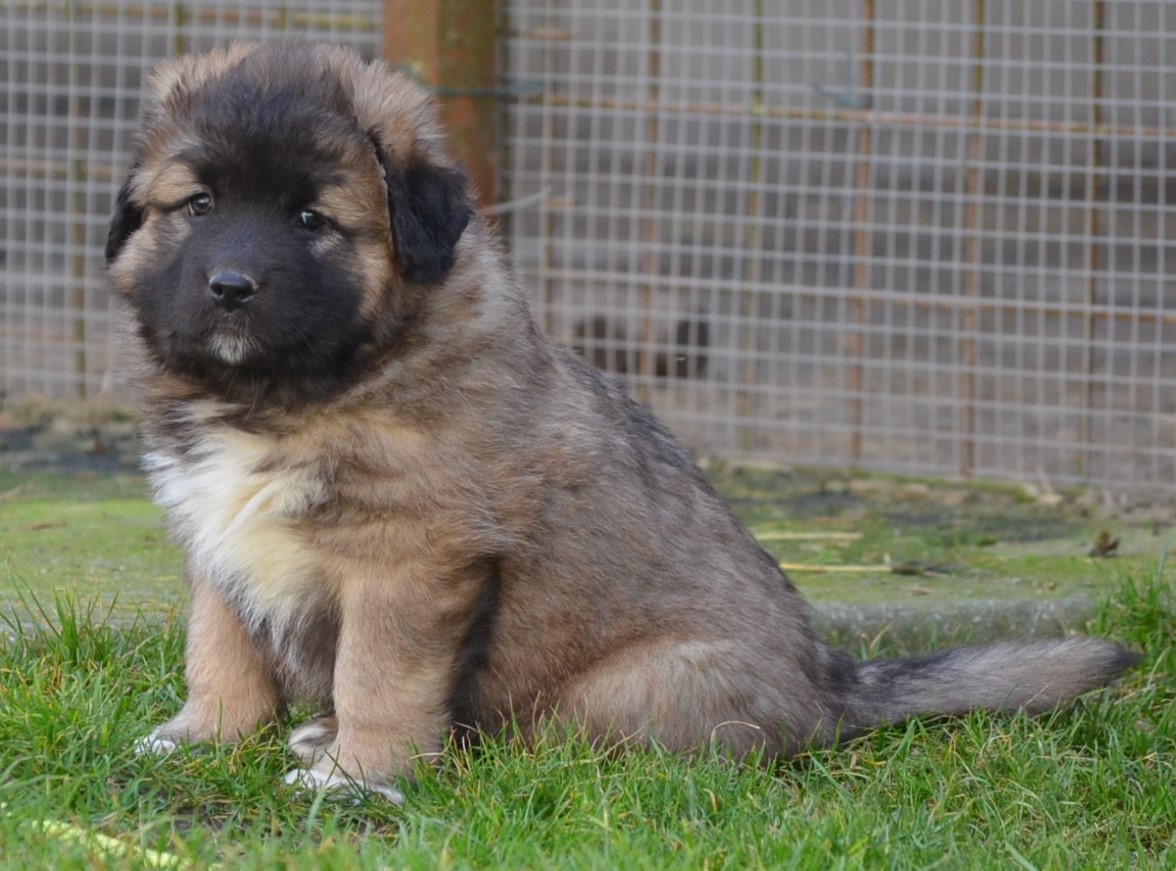 Kavkazský pastevecký pes s PP - 3