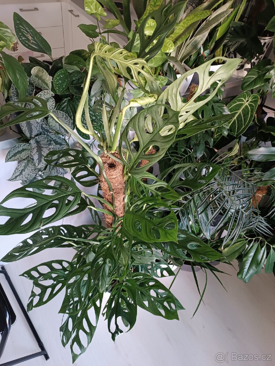 Monstera Xanthospatha - Holy Moly - 3