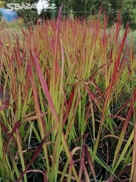 TRVALKY - mladé rostlinky - 3