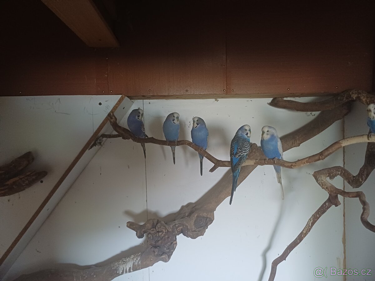 Andulka vlnkovaná - 3