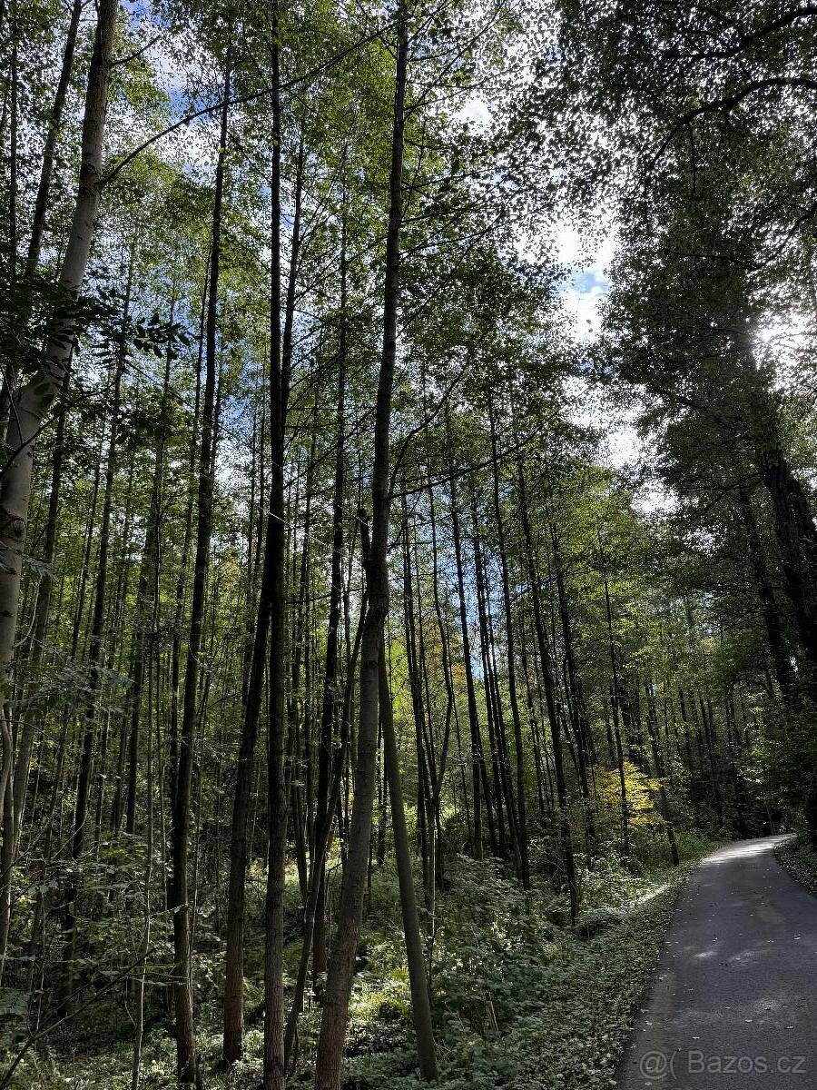 Prodám lesní pozemek v k.ú. Záblatí u Bohumína, p.č. 901/5 - 3