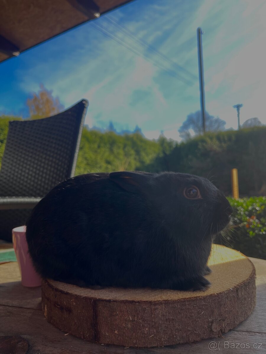 Zakrslý králík- samice - 3