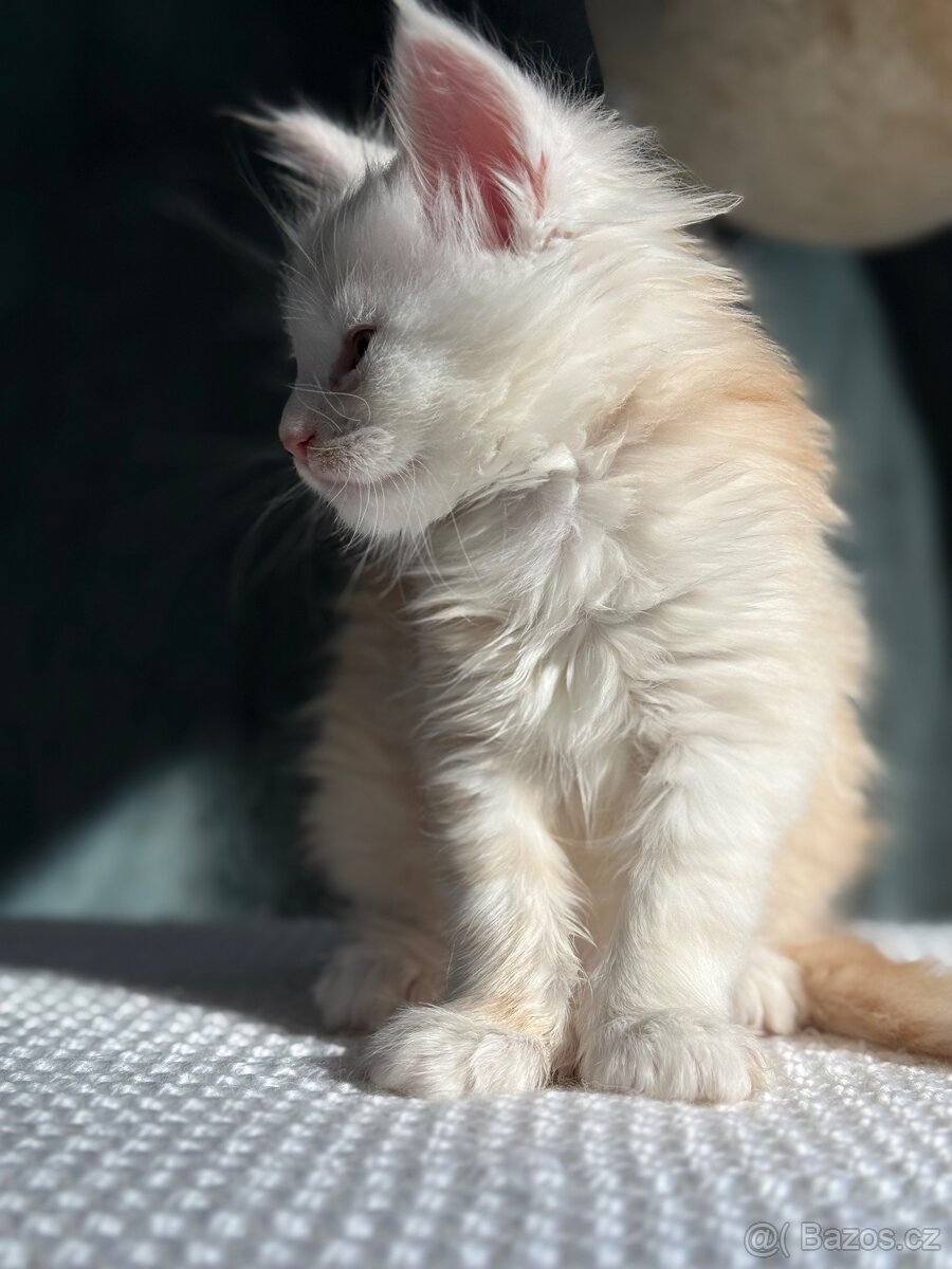 mainská mývalí kočka (mainska myvali) - 3